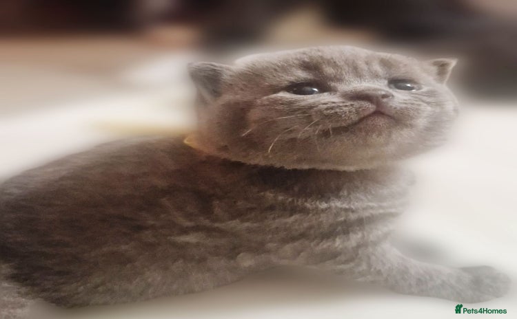 British Shorthair cats - Advert 3