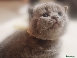 British Shorthair cats - Advert 8