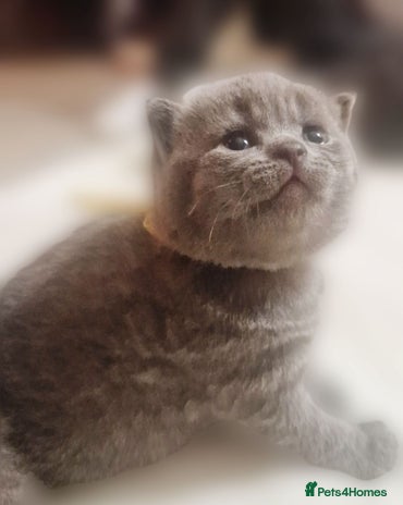 British Shorthair cats - Advert 3