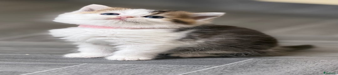 British Shorthair Kitten 5