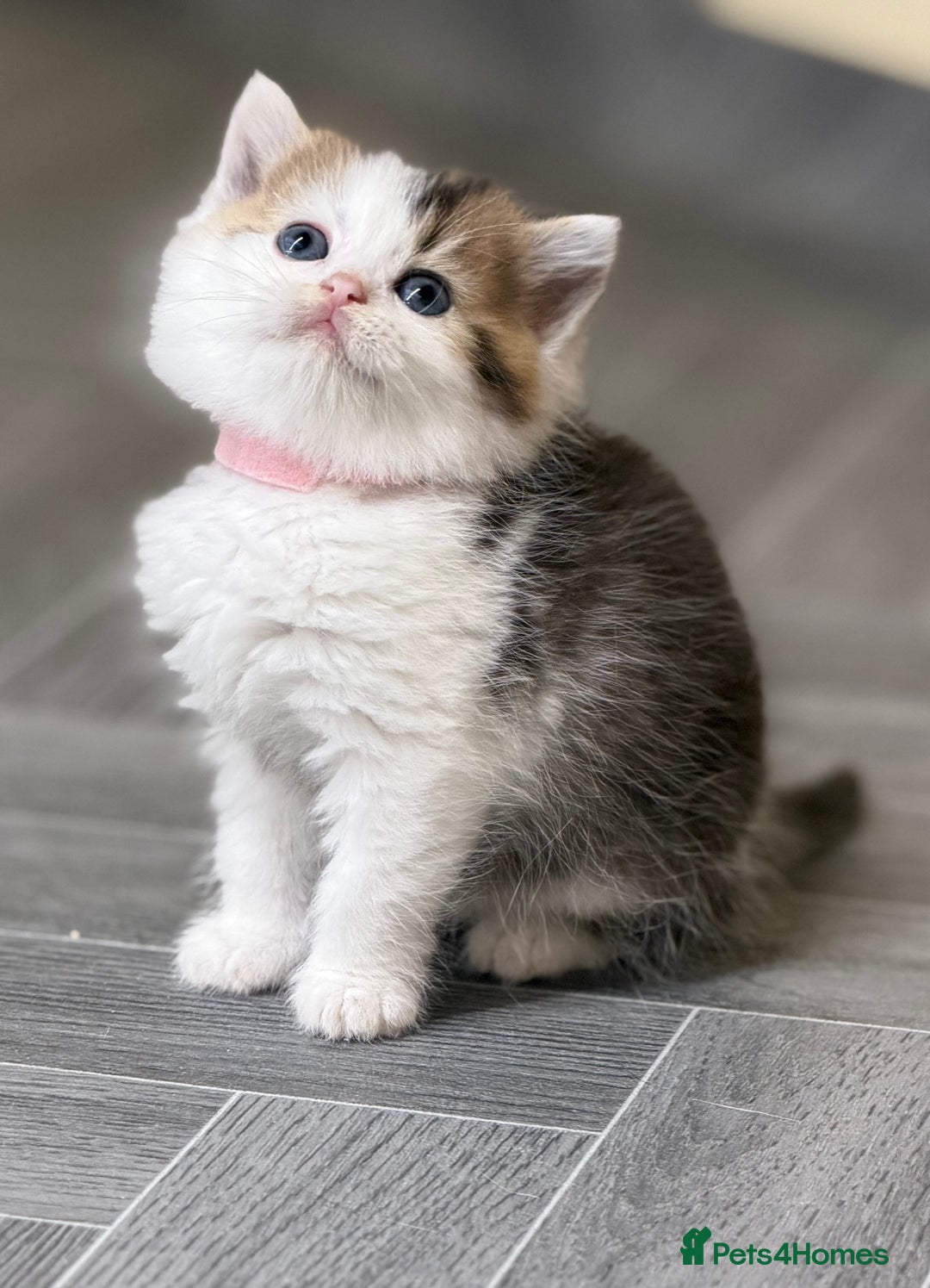 British Shorthair cats for sale: BSH tri- colour golden/blue/white kittens TICA - Image 4