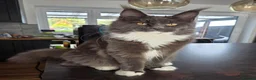 Maine Coon cats for sale: Maine Coon kittens, 2 girls , 1 boy  - Advert 1