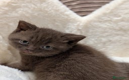 British Shorthair cats for sale: GCCF British Shorthair Chocolate&Lilac kittens - Image 2
