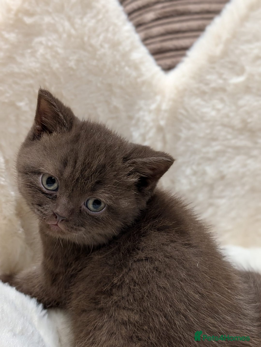 British Shorthair cats for sale: GCCF British Shorthair Chocolate&Lilac kittens - Image 2