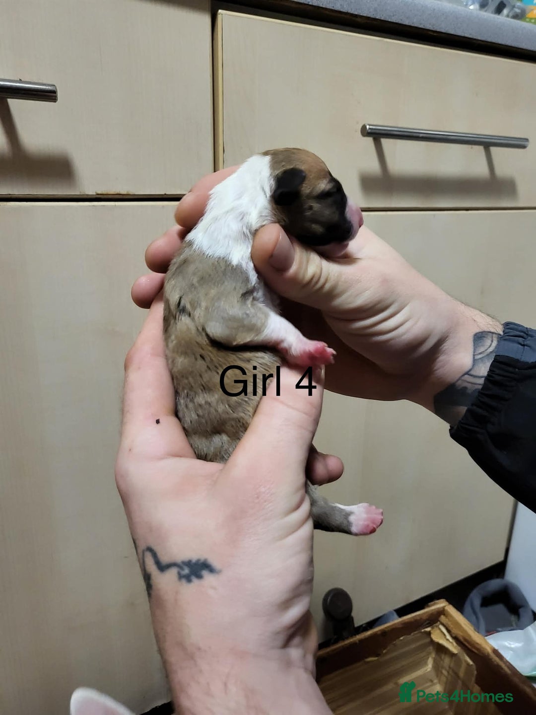 English Bull Terrier dogs for sale: English bull terrier puppies  - Advert 19