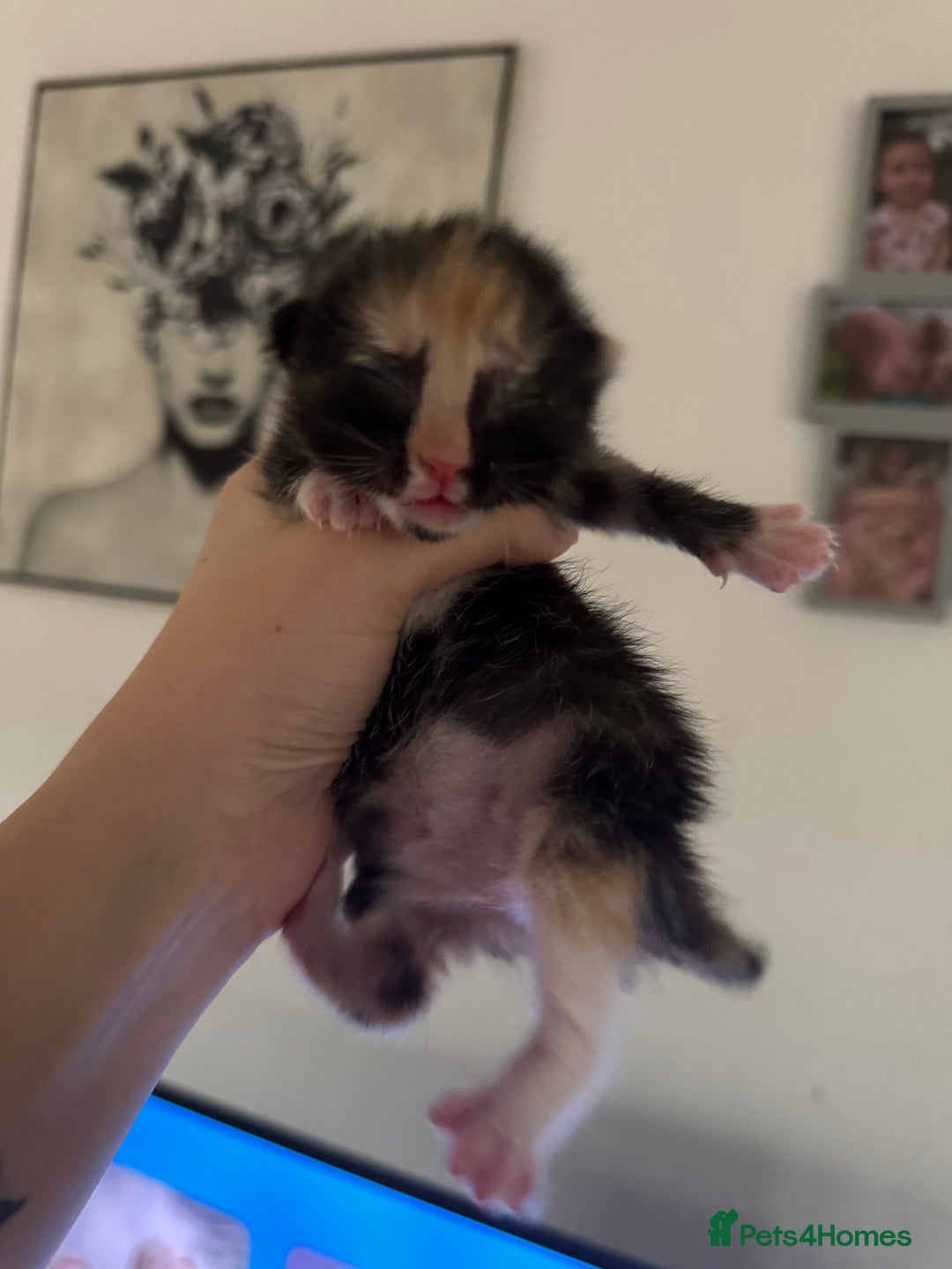 Mixed Breed cats for sale: 5 beautiful kittens PLEASE READ DESCRIPTION  - Advert 10