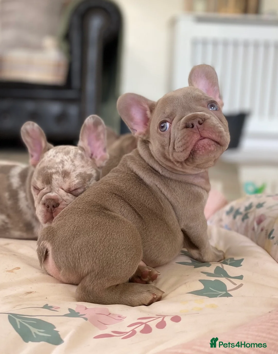 French Bulldog dogs for sale: NEWSHADE ISABELLA AND MERLE FRENCH BULLDOGS - Advert 31