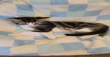 Mixed Breed cats - Advert 4