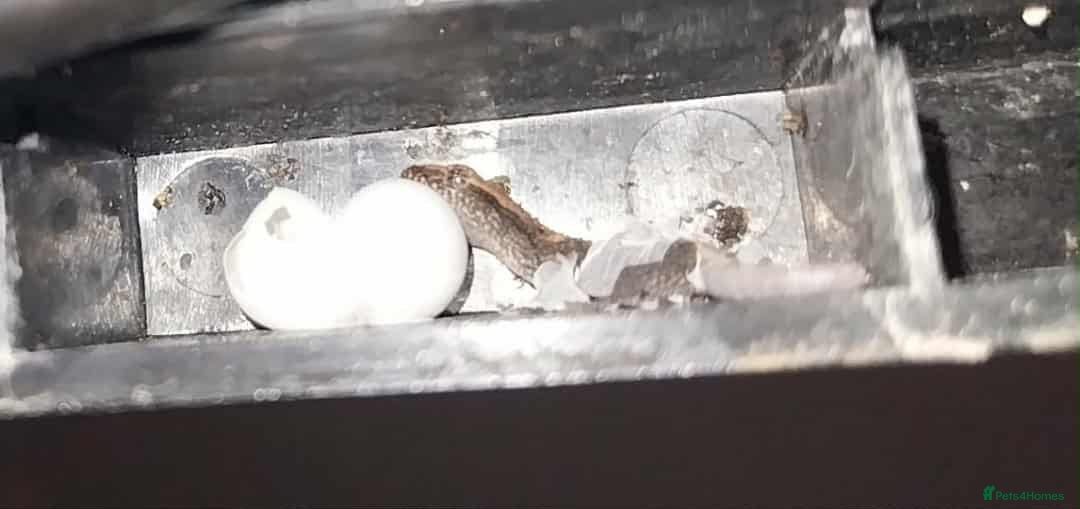 Gecko reptiles for sale: Mourning Gecko hatchlings. - Image 5