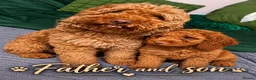 Miniature Poodle dogs for sale: Fox red miniature poodle. - Advert 2