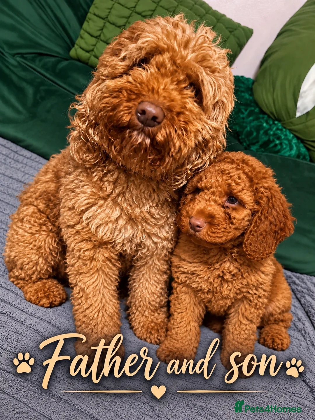 Miniature Poodle dogs for sale: Fox red miniature poodle. - Advert 2