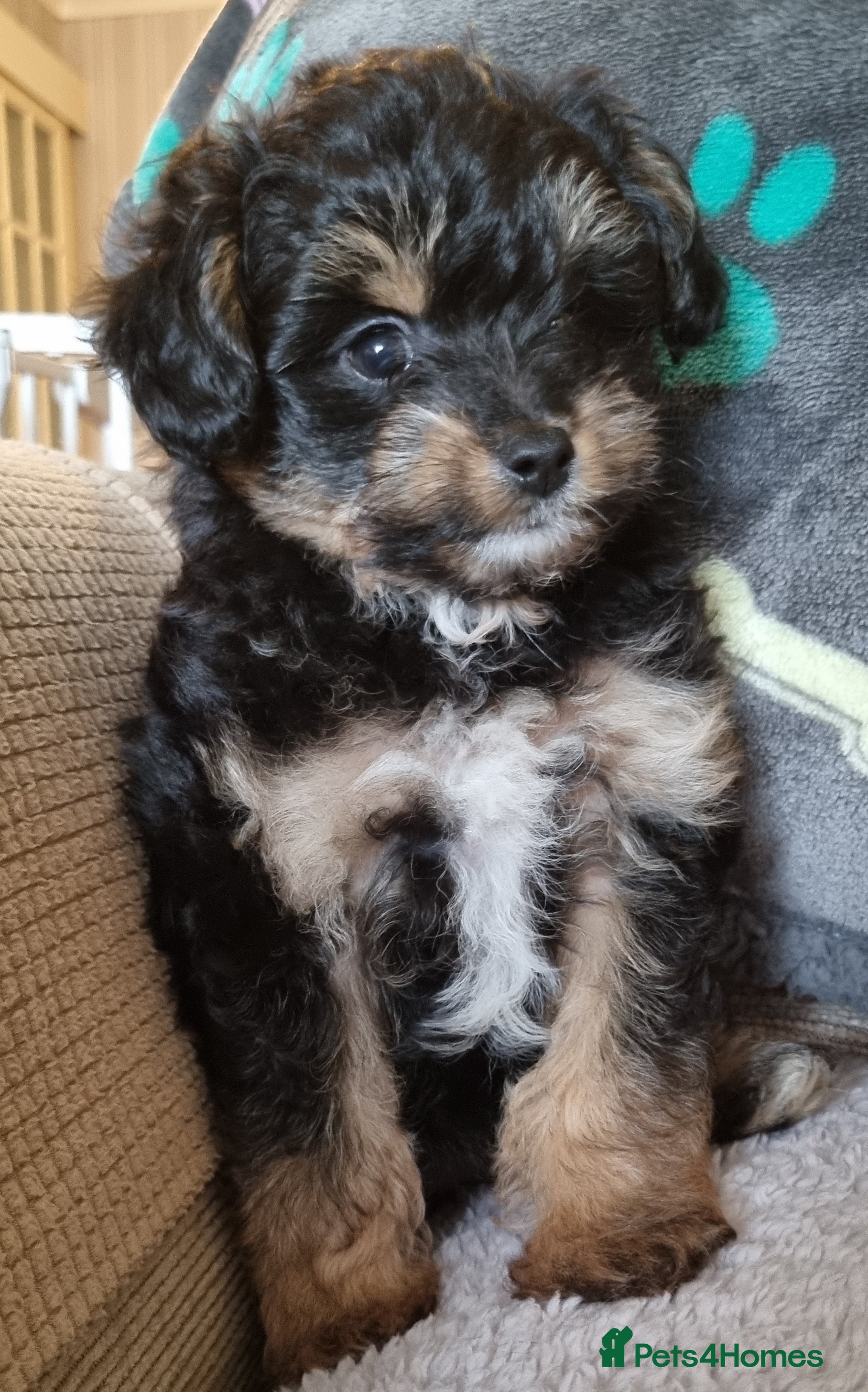 Mixed Breed dogs Pomchipoo, ready now. - Advert 8