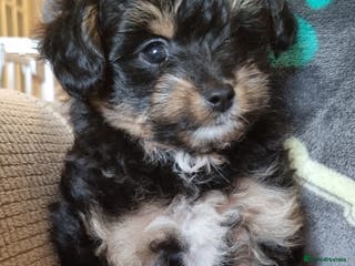 Mixed Breed dogs Pomchipoo, ready now. - Advert 20