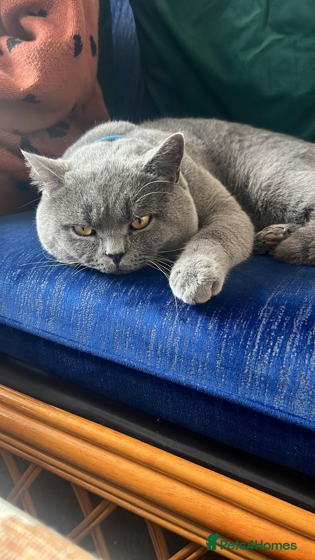 British Shorthair cats for sale: Adorabl blue and black british short hair kittens - Advert 6