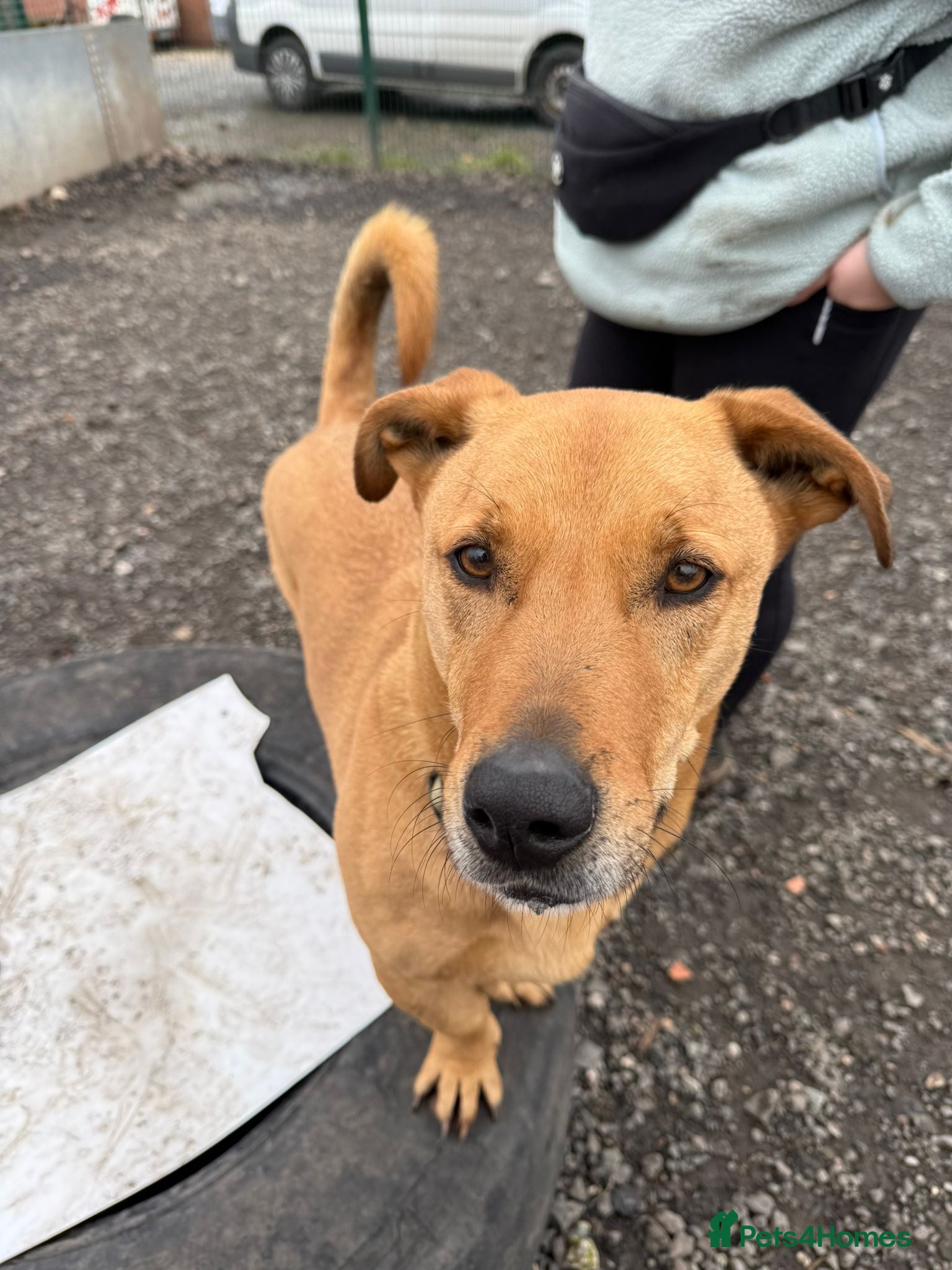 Mixed Breed dogs for adoption: Stevie 💙 - Advert 3