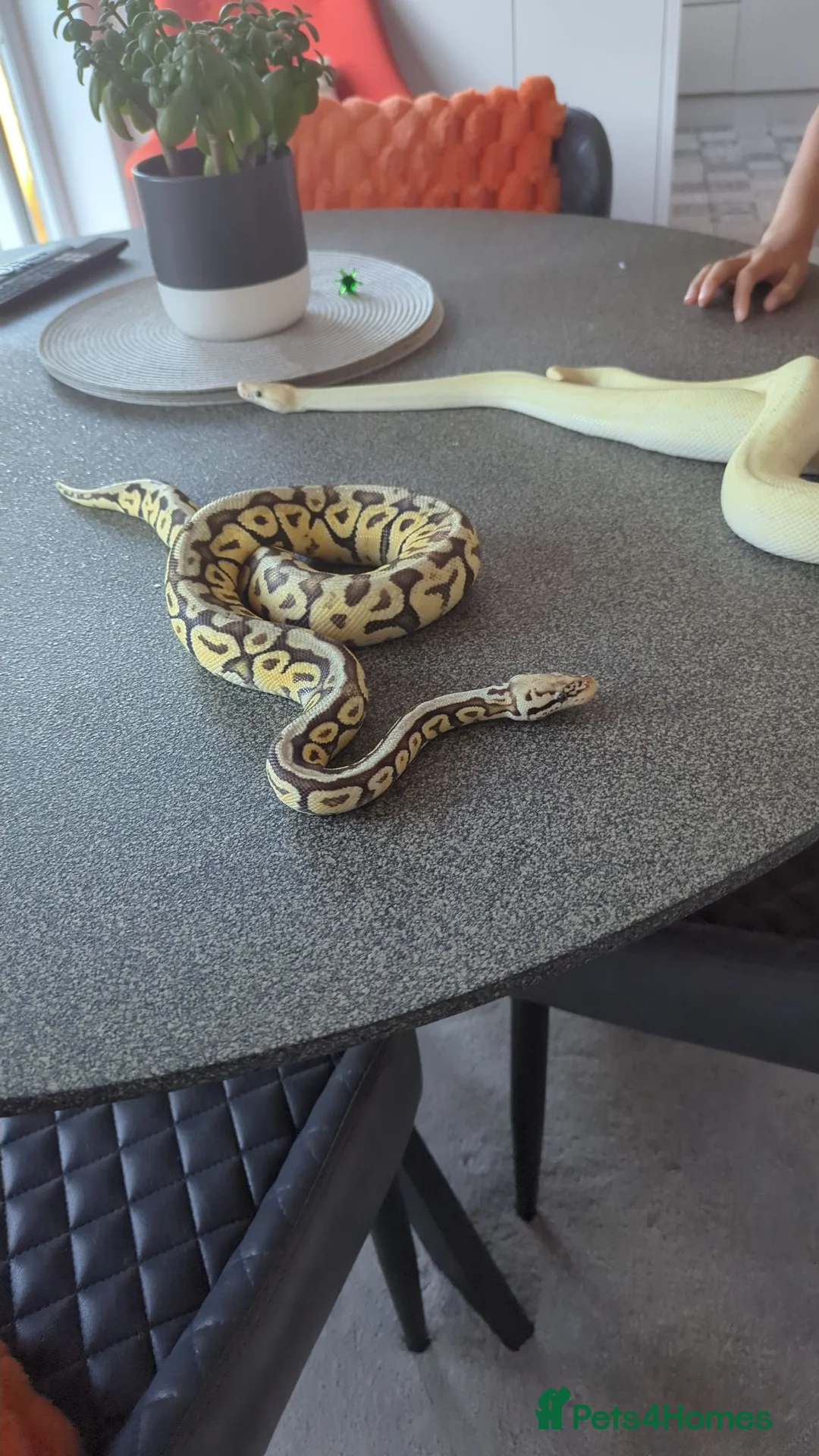 Python Snake reptiles for sale: Two Friendly Female Ball Pythons Complete Package in Benfleet - Advert 2