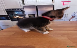 Mixed Breed cats for sale: Beautiful kittens ready now - Image 15