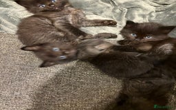 Mixed Breed cats for sale: 5 beautiful mix bread ragdoll fluffy kittens  - Image 7