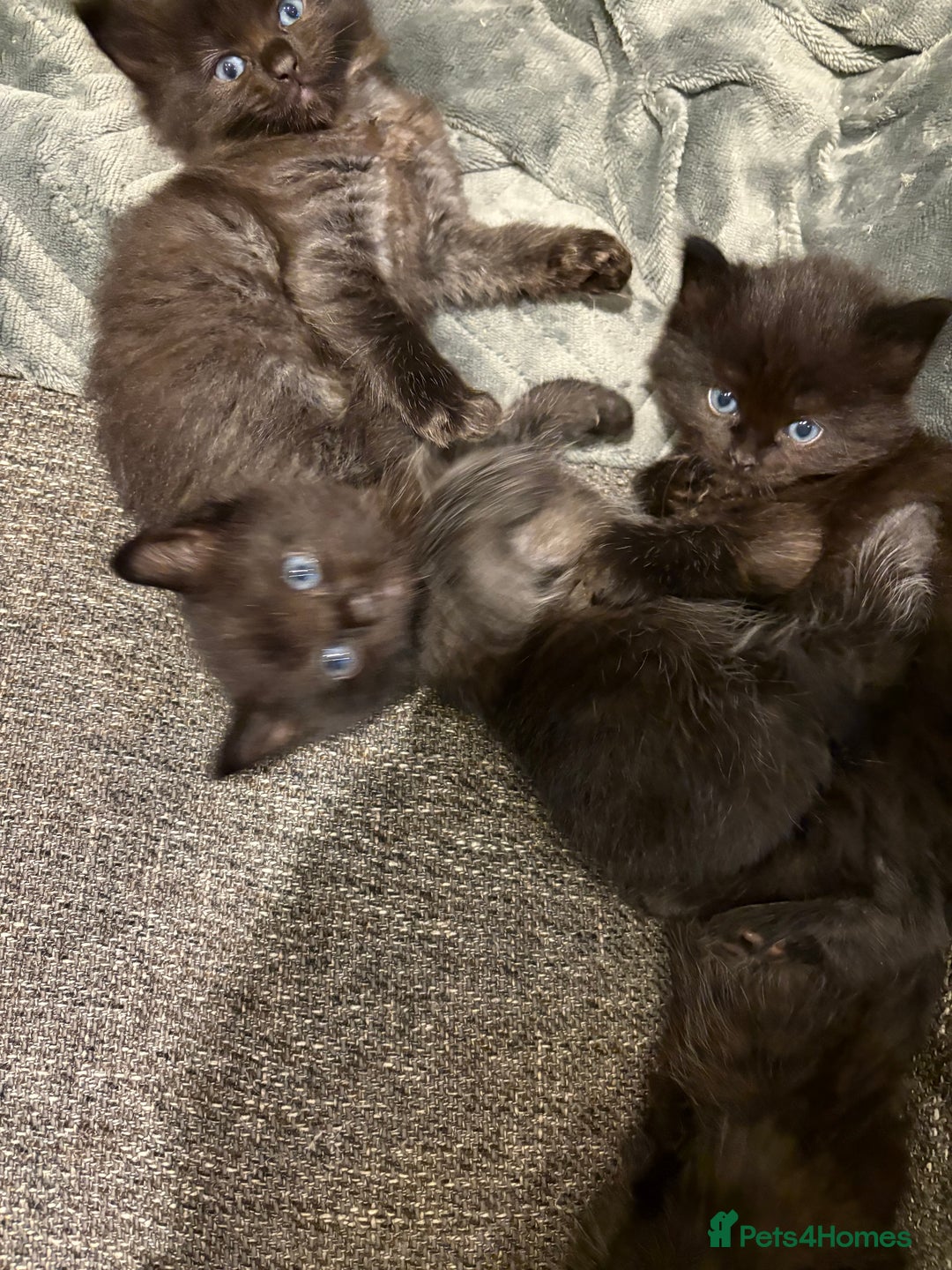Mixed Breed cats for sale: 5 beautiful mix bread ragdoll fluffy kittens  - Image 7