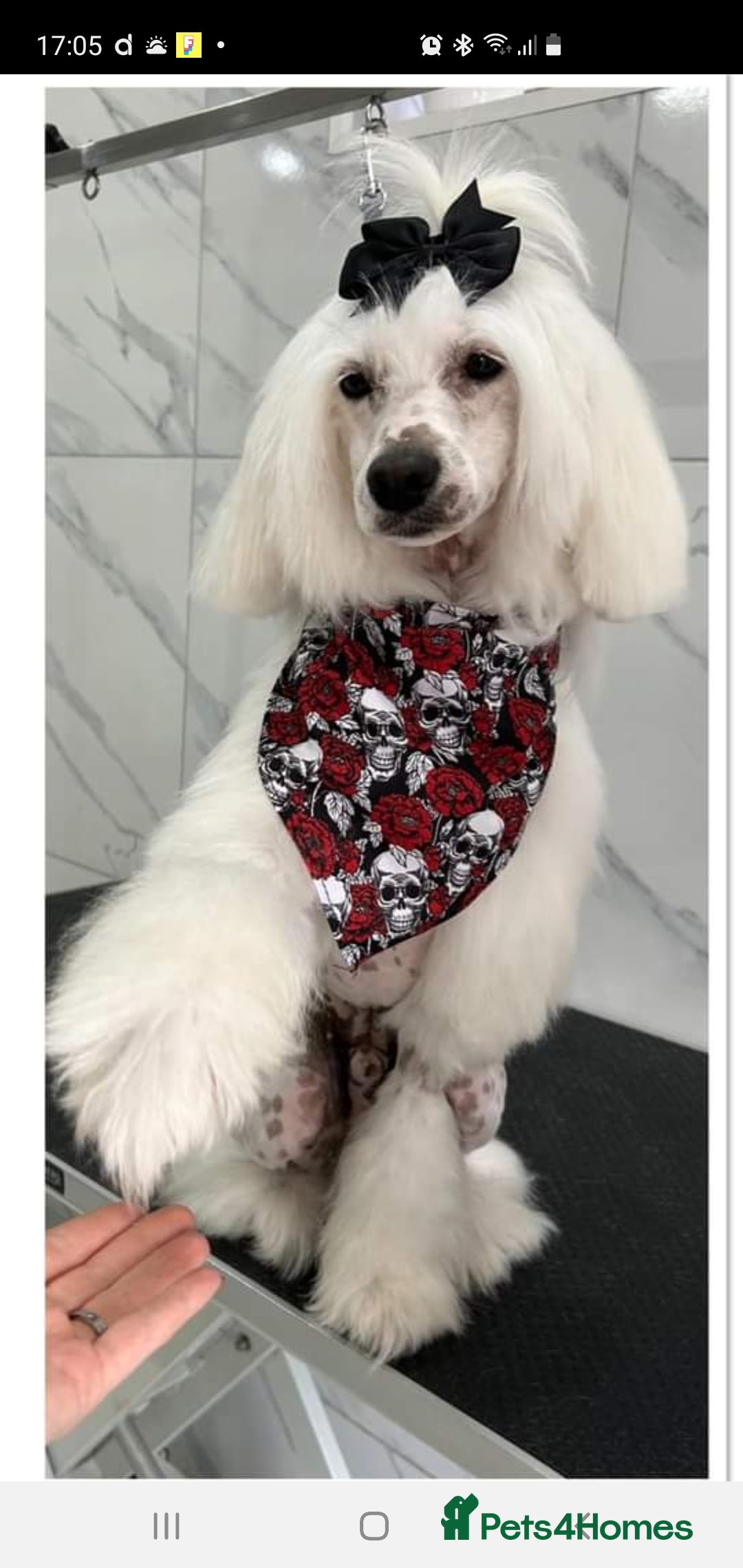 Chinese Crested dogs for stud: Mr stanley STUD ONLY KC REGISTERED  in Swindon - Image 6