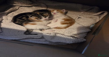 Scottish Fold cats - Advert 6