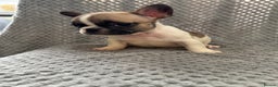 French Bulldog dogs for sale: FRENCH BULLDOG 🐶 - Advert 17