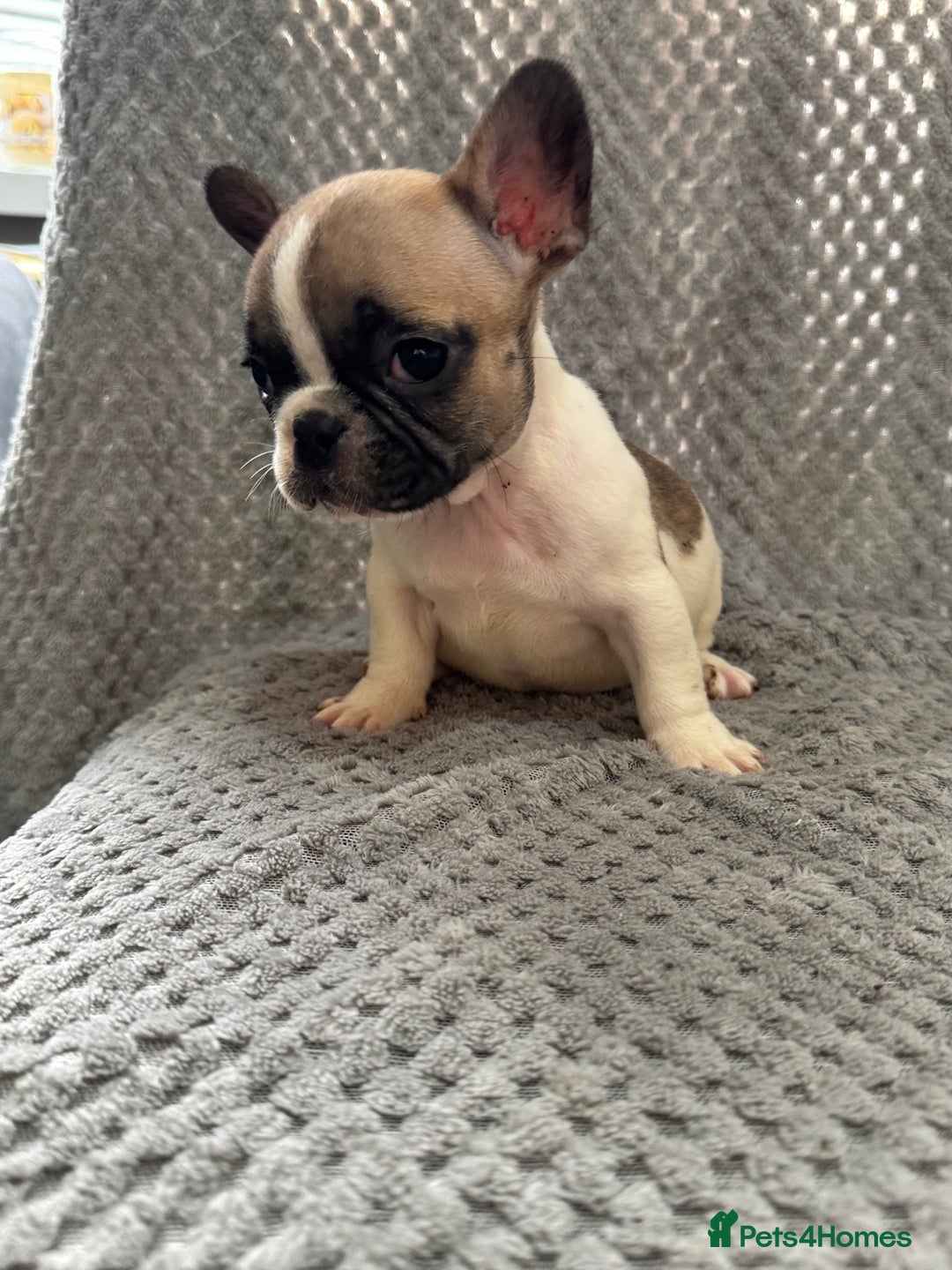 French Bulldog dogs for sale: FRENCH BULLDOG 🐶 - Advert 17
