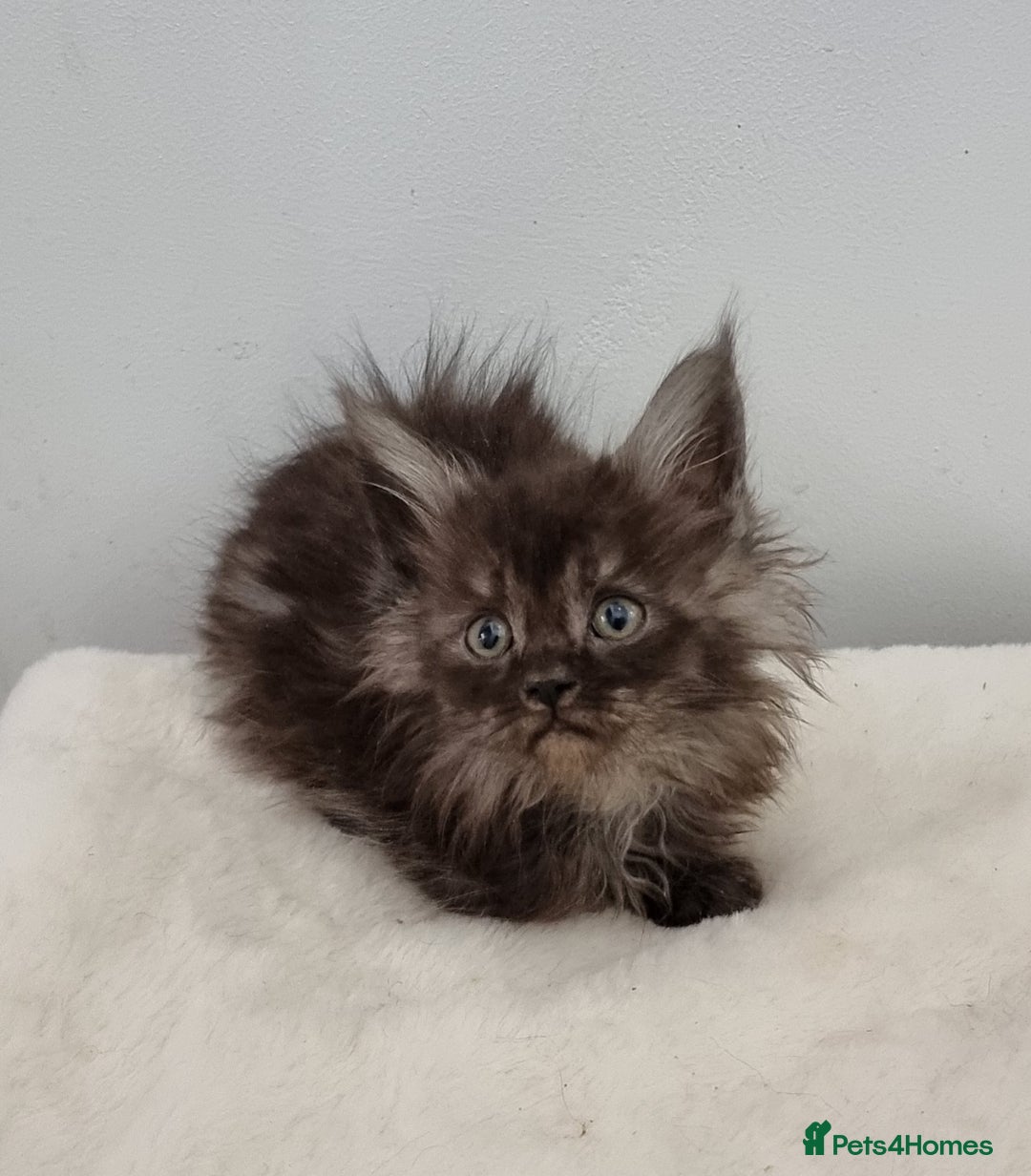 Maine Coon cats for sale: Pedigree Maine Coon Kittens GCCF REGISTERED  - Advert 25