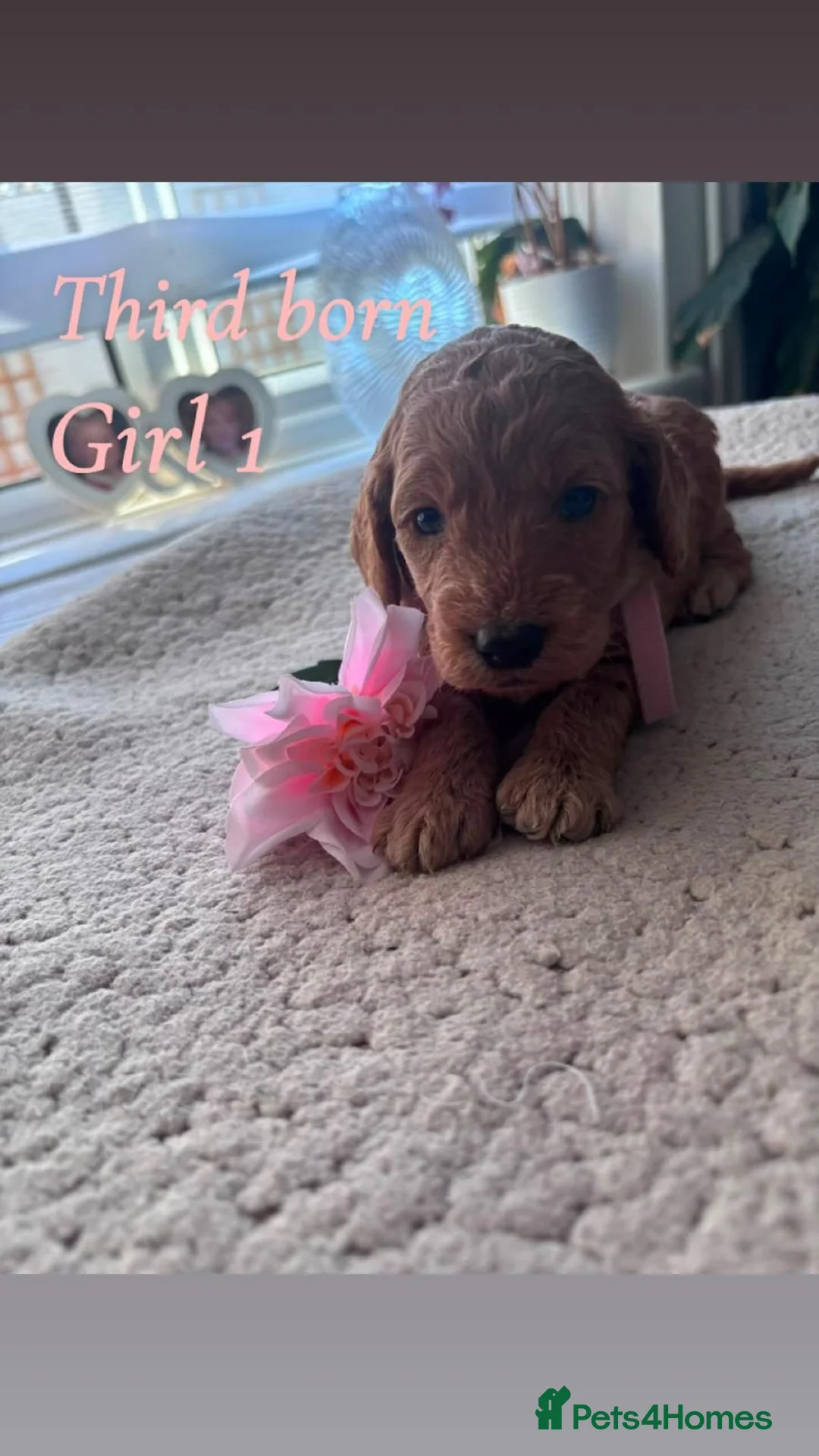 Cockapoo dogs for sale: Beautiful Cockapoo F1B Puppies  🐶❤️ - Advert 2