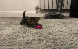 Mixed Breed cats for sale: 5 beautiful kittens for sale  - Image 7