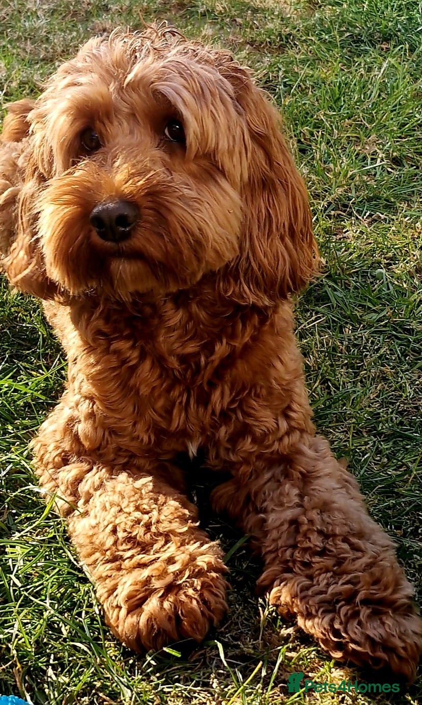 Cockapoo dogs F1 cocapoo well Proven extensively health tested  - Advert 7