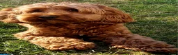 Cockapoo dogs for stud: F1 cocapoo well Proven extensively health tested  - Advert 8