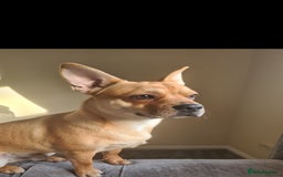 Mixed Breed dogs for sale: 10 month old pup  - Advert 1