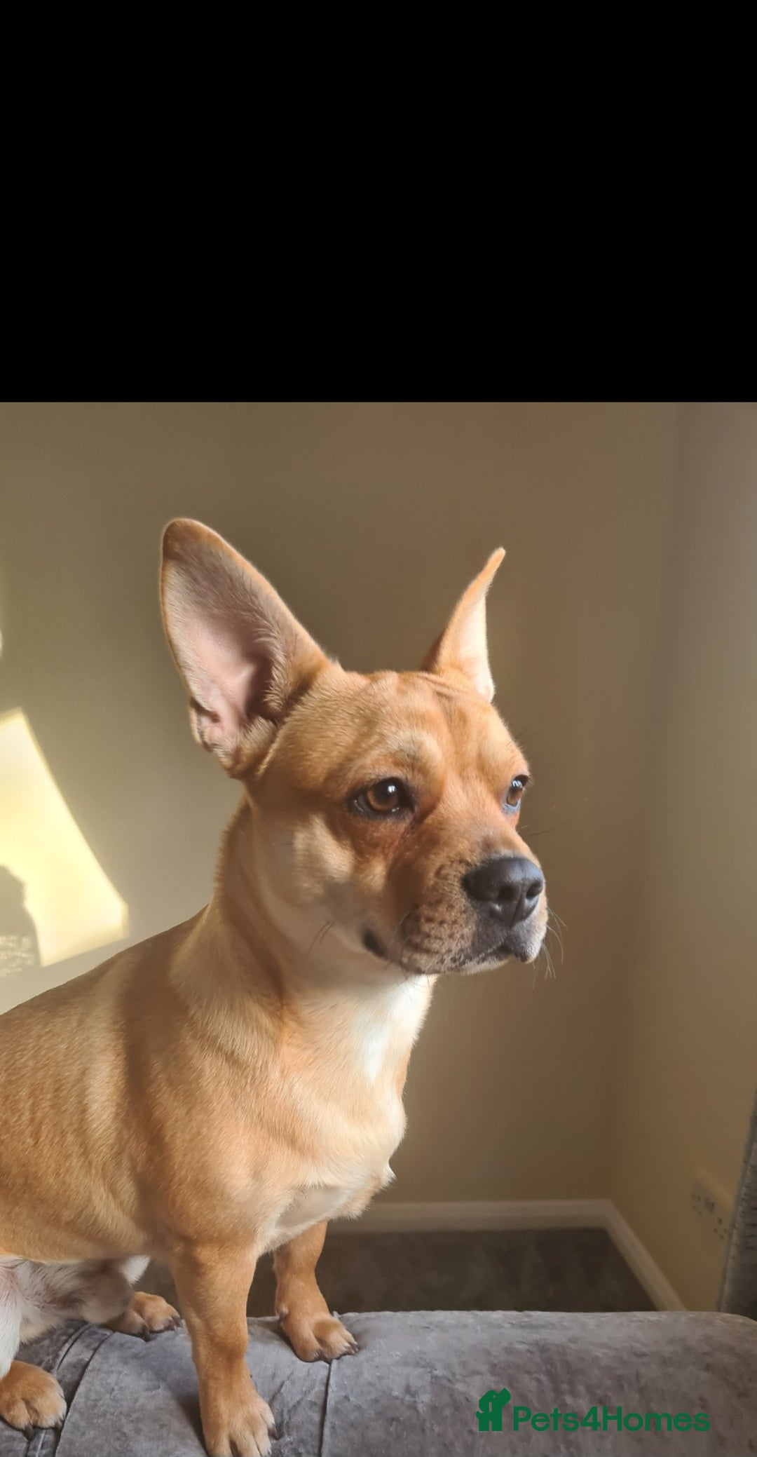 Mixed Breed dogs for sale: 10 month old pup  - Advert 1