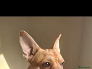 Mixed Breed dogs 10 month old pup - Advert 1