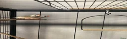 Finches birds for sale: Zebra Finch breeding pair and 2 x female juveniles - Advert 9