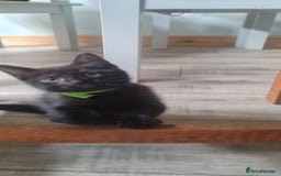 Mixed Breed cats for sale: Cute boy kittens ready now - Image 13