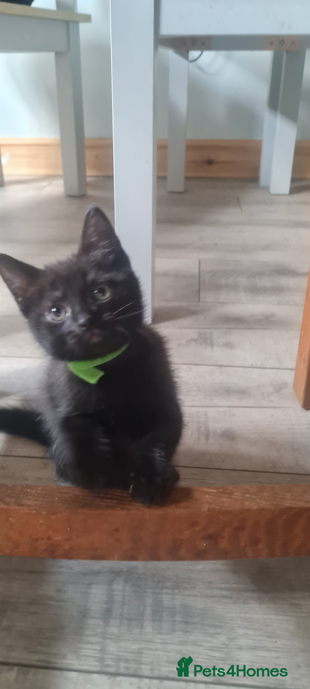 Mixed Breed cats for sale: Cute boy kittens ready now - Image 13