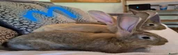Continental Giant rabbits for sale: Continental giant rabbits (males) in Saltash - Advert 8