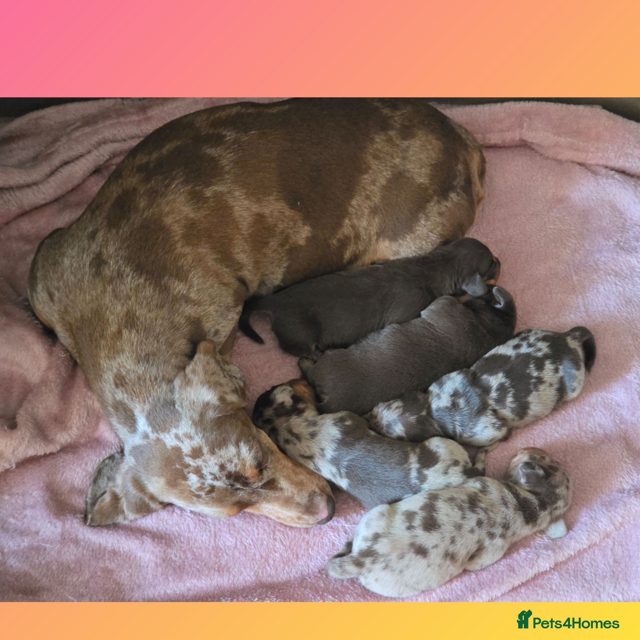 Miniature Dachshund dogs KC mini dachshund pups  - Advert 2