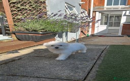 Morkie dogs for sale: Beautiful little boy Arlo - Image 7