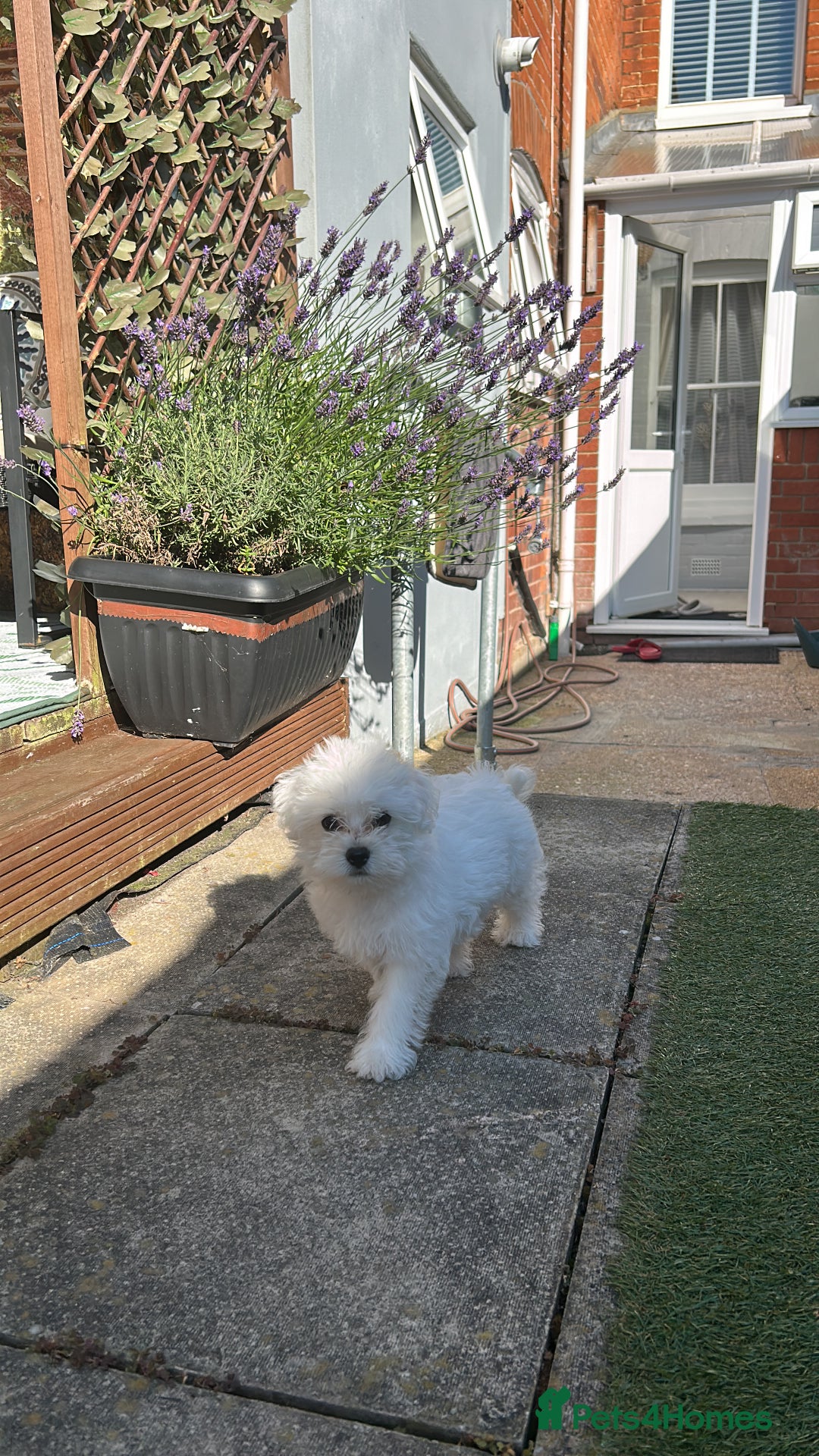 Morkie dogs for sale: Beautiful little boy Arlo - Image 7