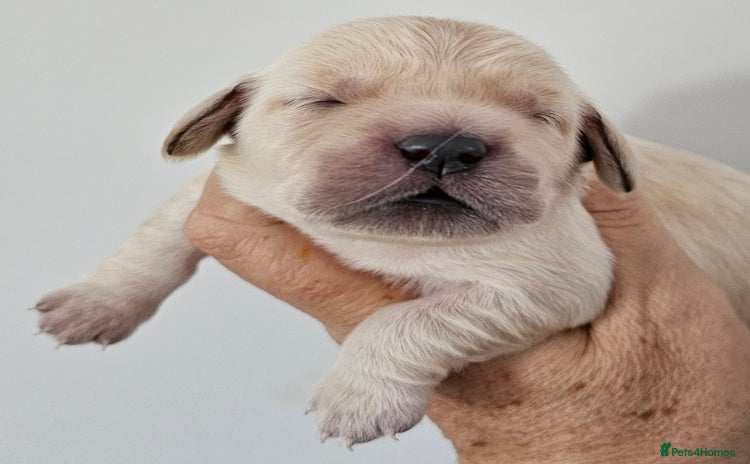 Golden Retriever dogs - Advert 1