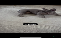 French Bulldog dogs for sale: REDUCED - FINAL 3 FRENCH BULLDOG PUPPIES - Advert 11