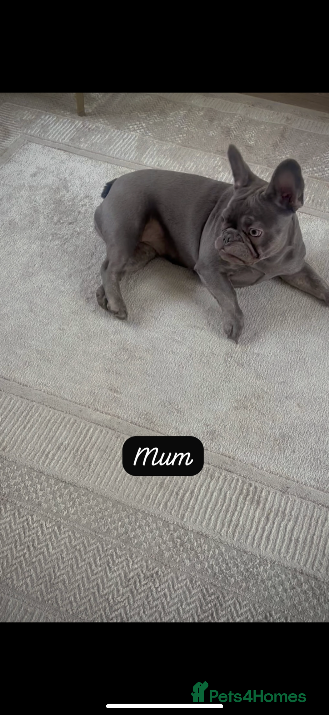 French Bulldog dogs for sale: REDUCED - FINAL 3 FRENCH BULLDOG PUPPIES - Advert 11