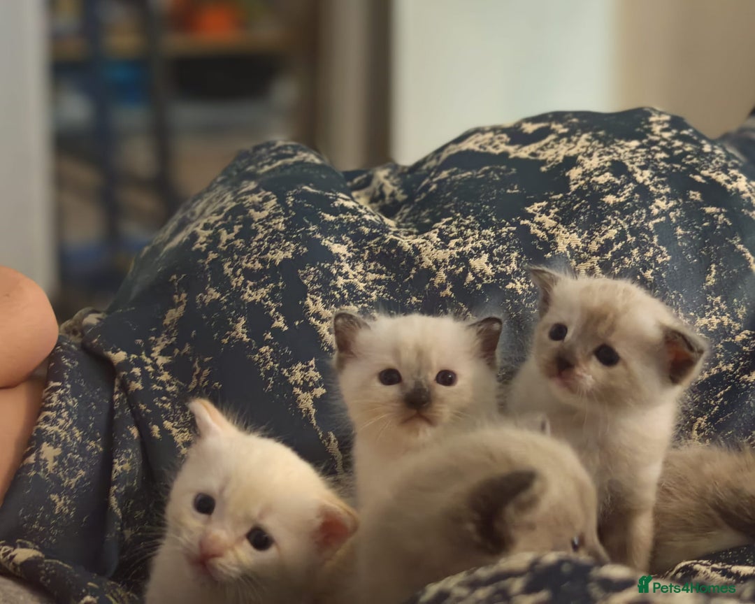 Tonkinese cats for sale: Gorgeous Tonkdoll kittens  - Advert 19