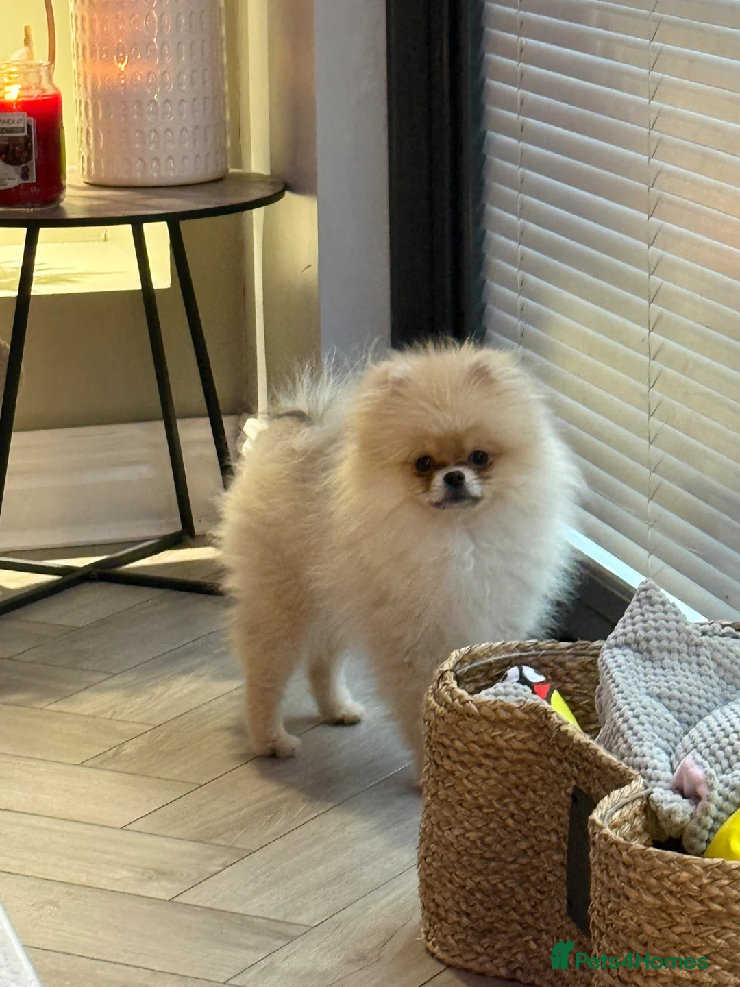 Pomeranian dogs for sale: Miniature Pomeranian  in Cwmbran - Advert 1