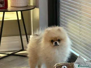 Pomeranian dogs Miniature Pomeranian - Advert 2