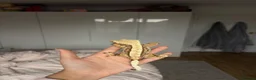 Gecko reptiles for sale: 2y/o Female Crested Gecko & Bioactive Vivarium - Advert 3