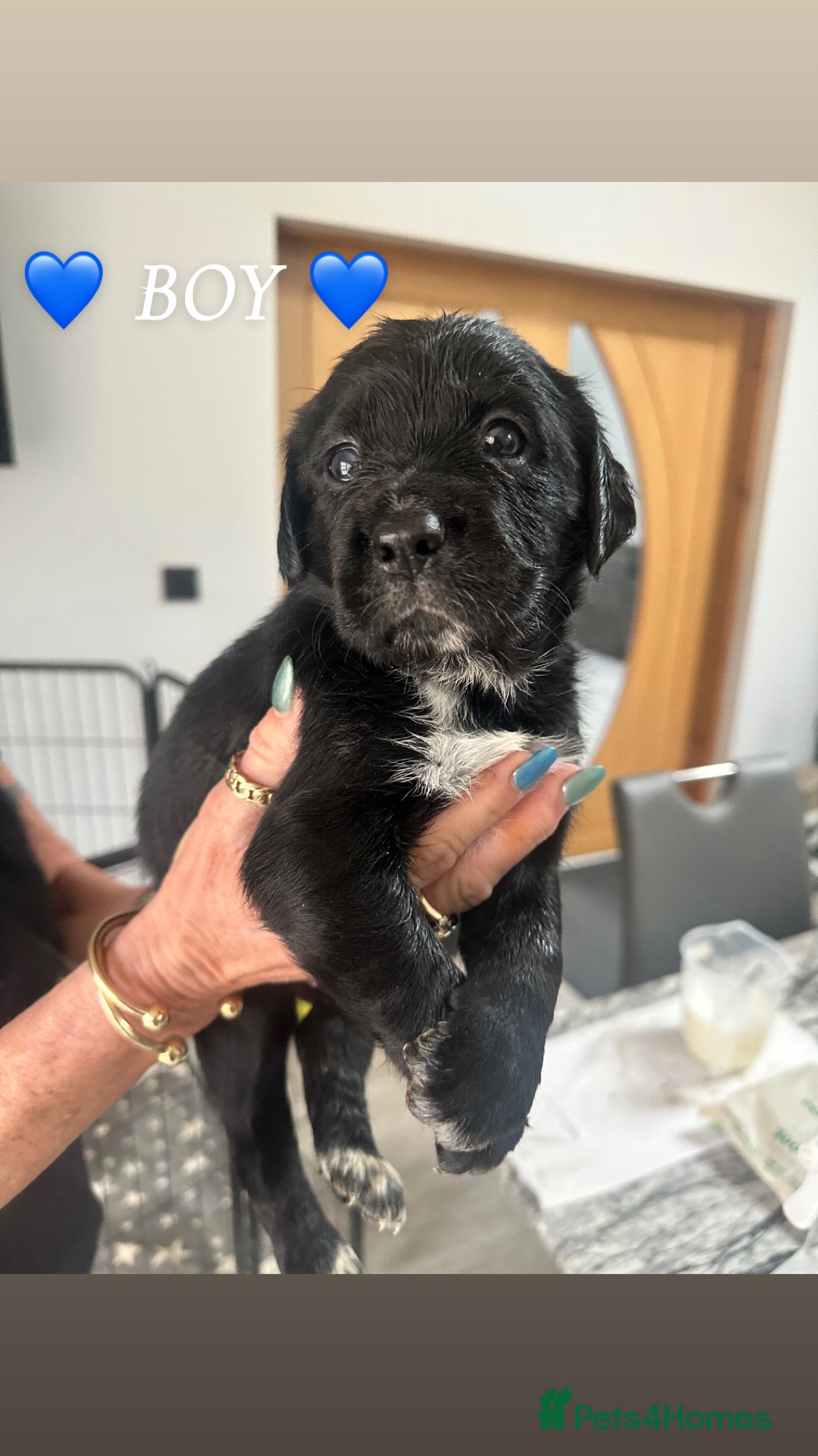 Mixed Breed dogs Stunning Cocker Spaniel × Border Collie Puppies - Advert 1